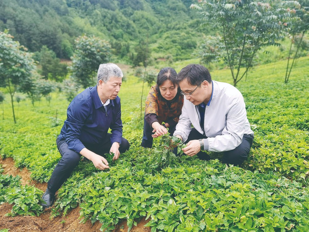 黄璐琦院士：立足时代前沿，科学发展中医药(图1)